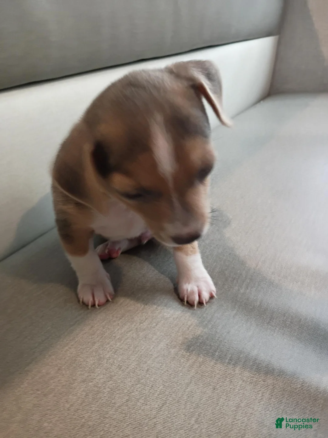 Chiweenie dogs for sale: Chiweenie 2 - Ad 4