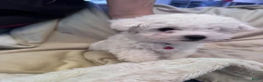 Bichon Frise Puppy 1