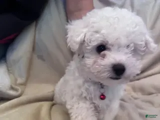 Bichon Frise dogs for sale: Bichon Frise Puppy 1 - Ad 1