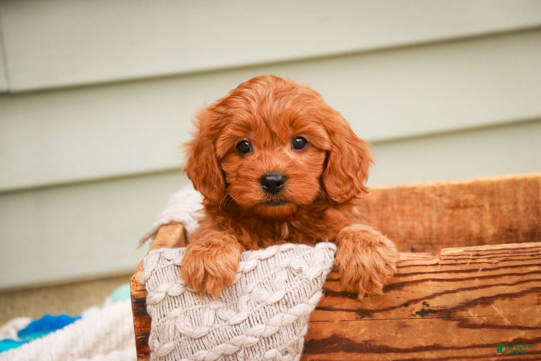 Cavapoo dogs for sale: Kash - Ad 1