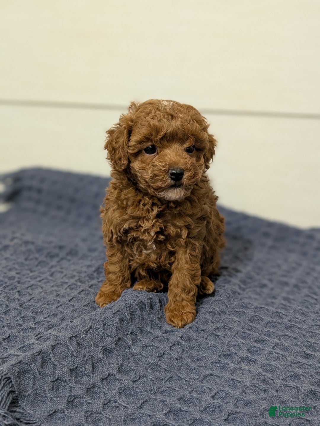 Toy Poodle dogs for sale: Cinnamon  - Ad 1