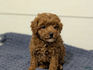 Toy Poodle dogs Cinnamon - Ad 24