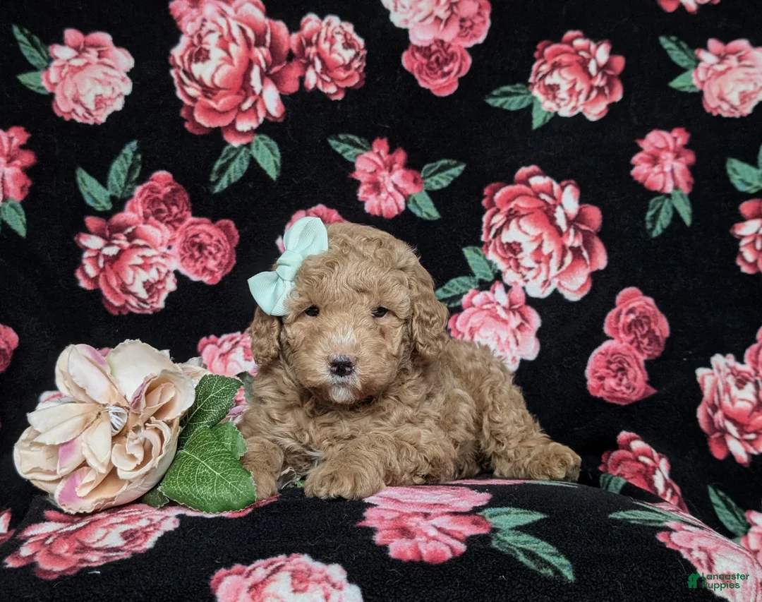 Miniature Poodle dogs for sale: Katy - Ad 6