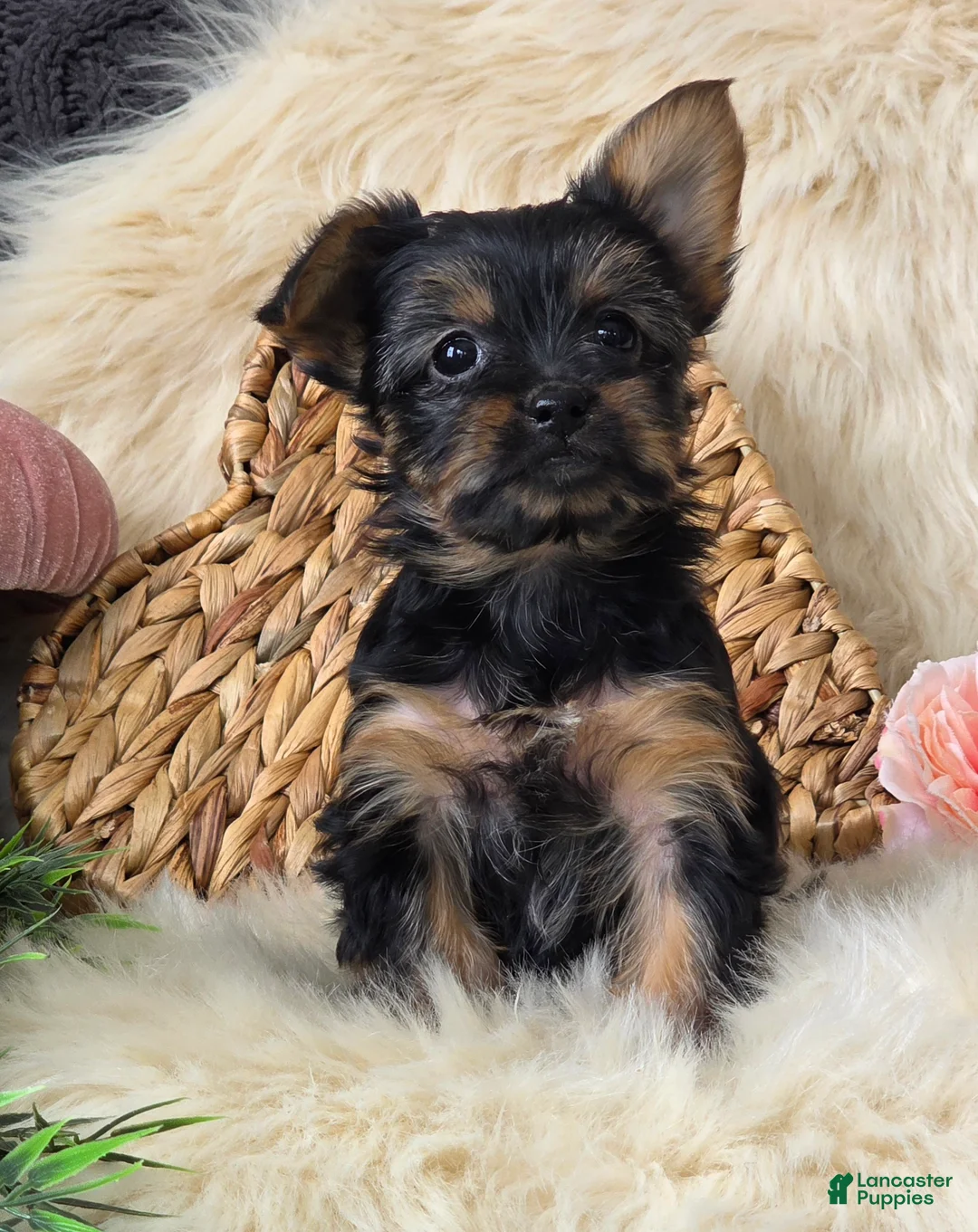 Yorkshire Terrier dogs for sale: Gypsy - Ad 3
