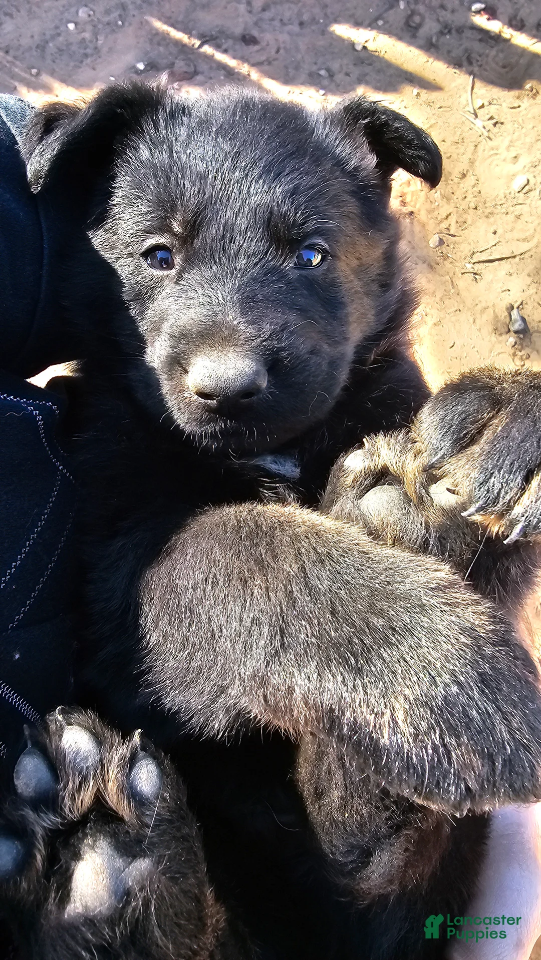 German Shepherd dogs for sale: German Shepherd Puppy 1 - Ad 3