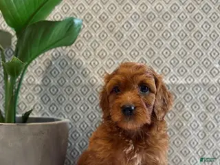 Irish Doodle dogs Candy - Ad 20