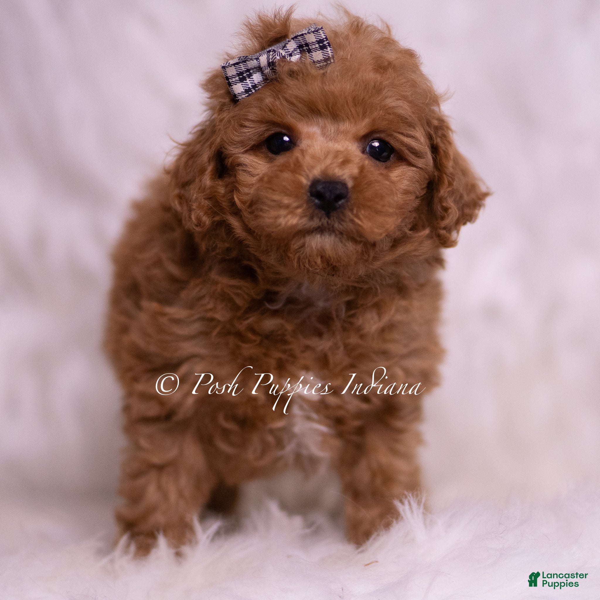 Maltipoo dogs Bravo - Ad 27