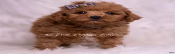Maltipoo dogs for sale: Bravo - Ad 1