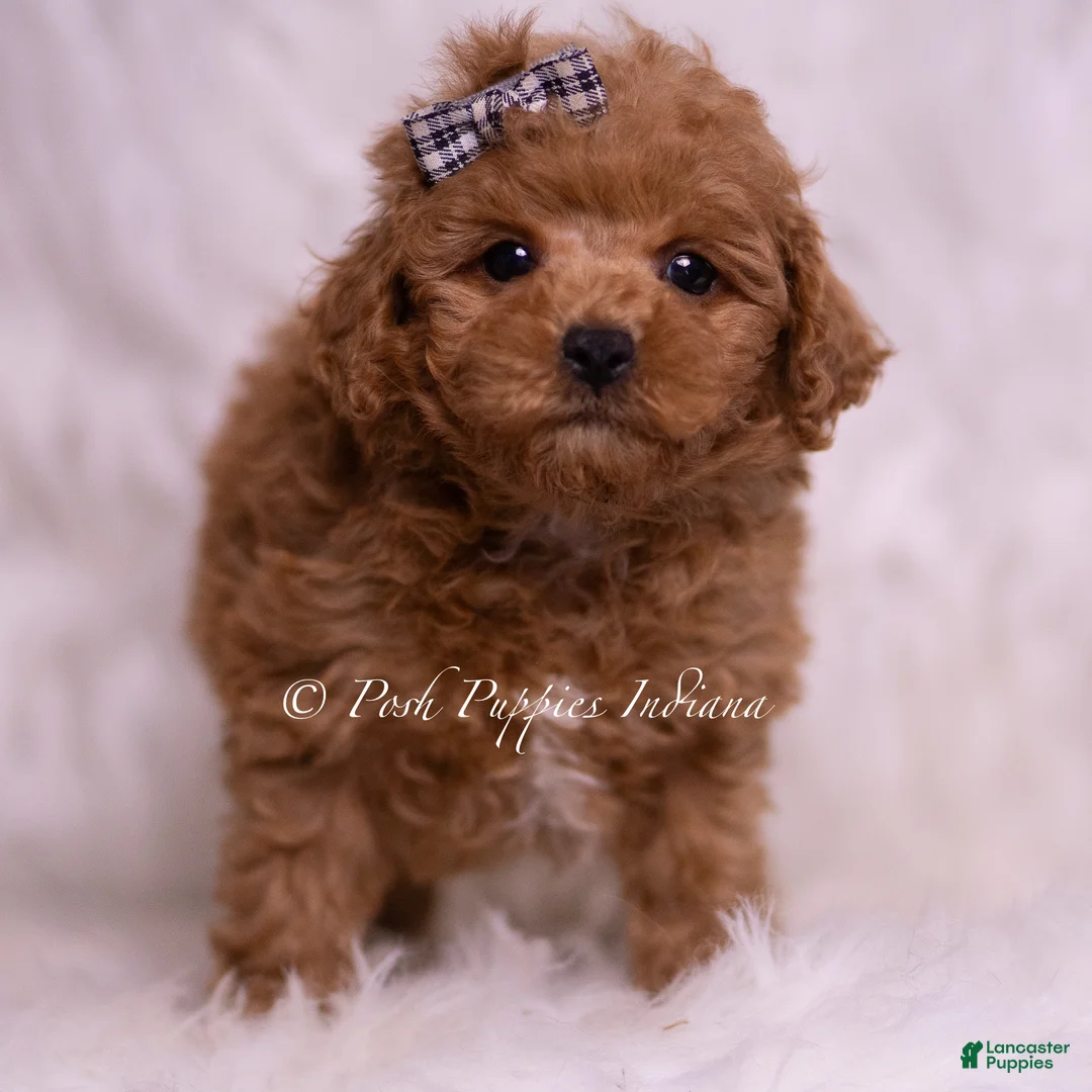 Maltipoo dogs for sale: Bravo - Ad 1