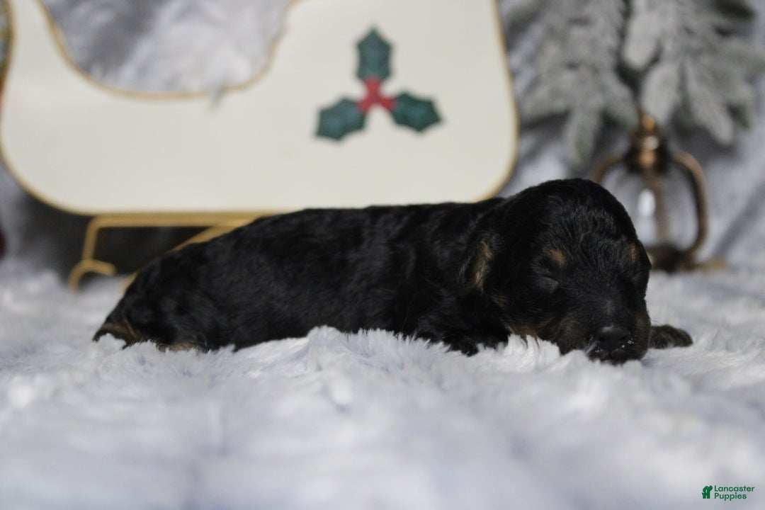 Toy Poodle dogs for sale: Jasper  - Ad 7
