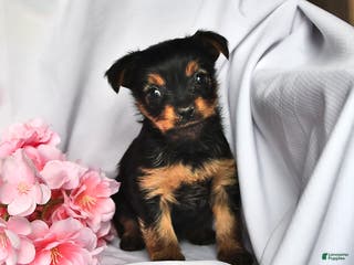 Yorkshire Terrier dogs Hannah - Ad 30