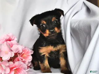 Yorkshire Terrier dogs Hannah - Ad 23