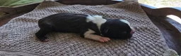 Boston Terrier dogs for sale: Boston Terrier Puppy 1 - Ad 7