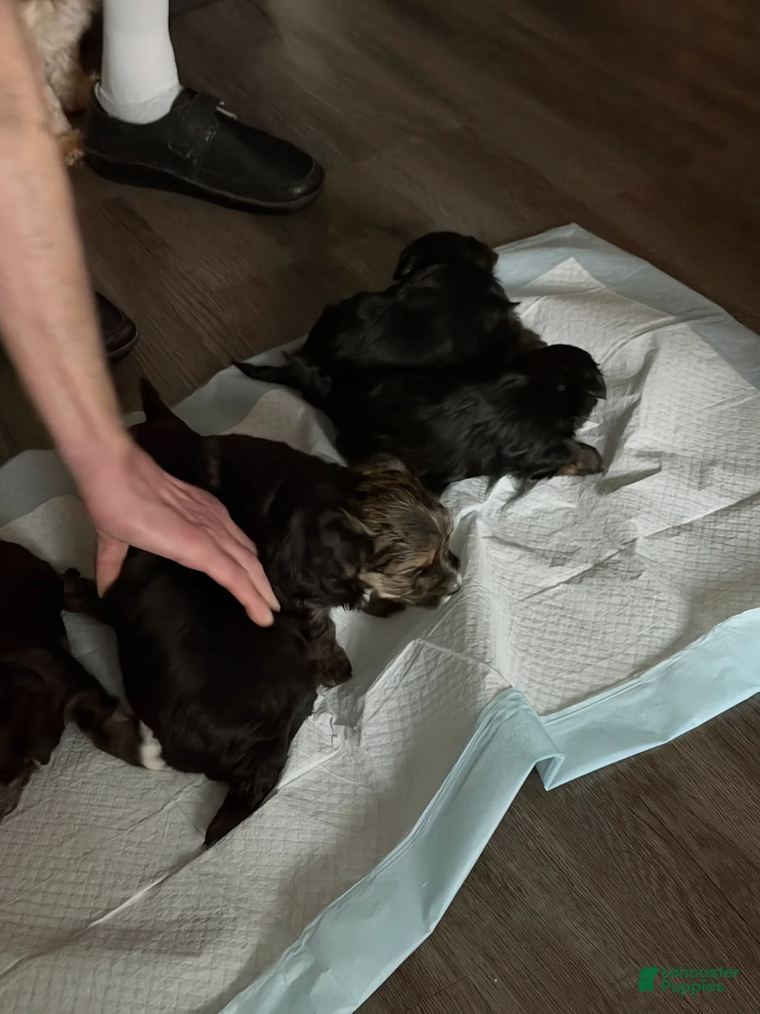 Yorkshire Terrier dogs for sale: Yorkshire Terrier 3 - Ad 1