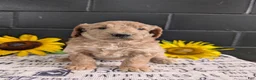Goldendoodle dogs for sale: Lou - Ad 6