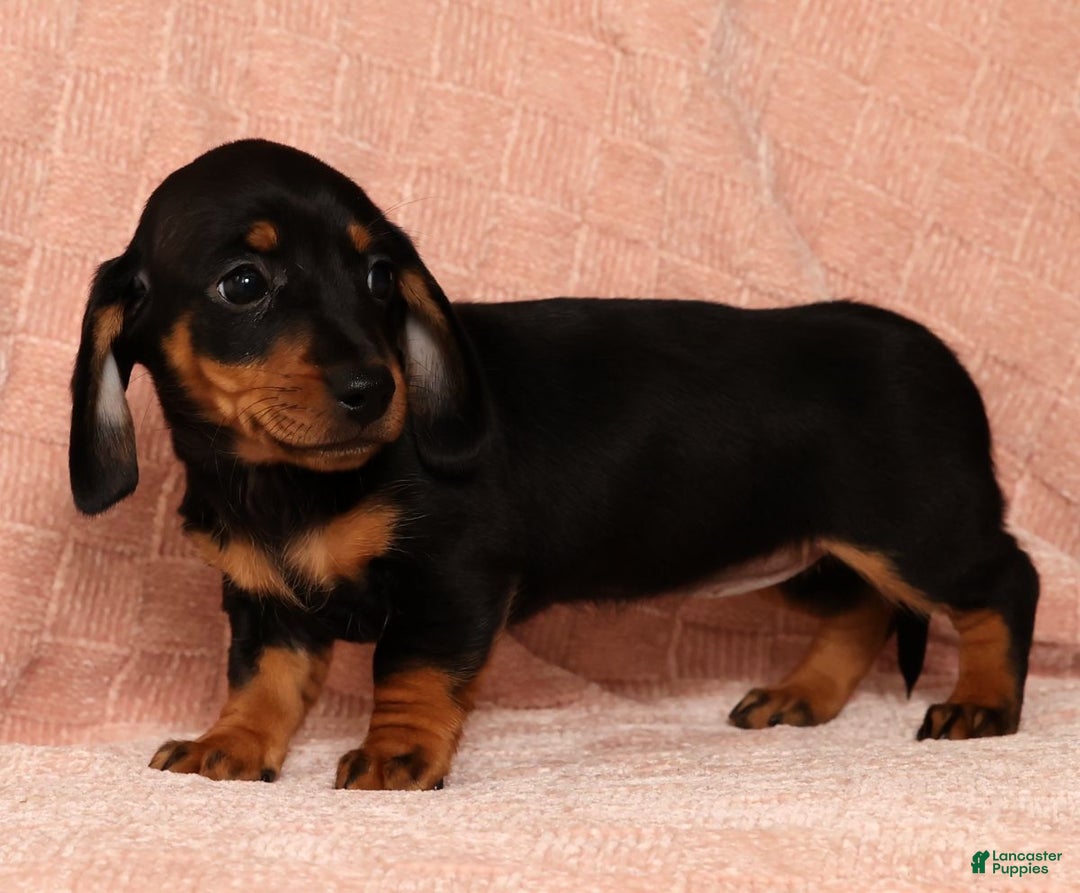 Miniature Dachshund dogs for sale: Nova - Ad 4