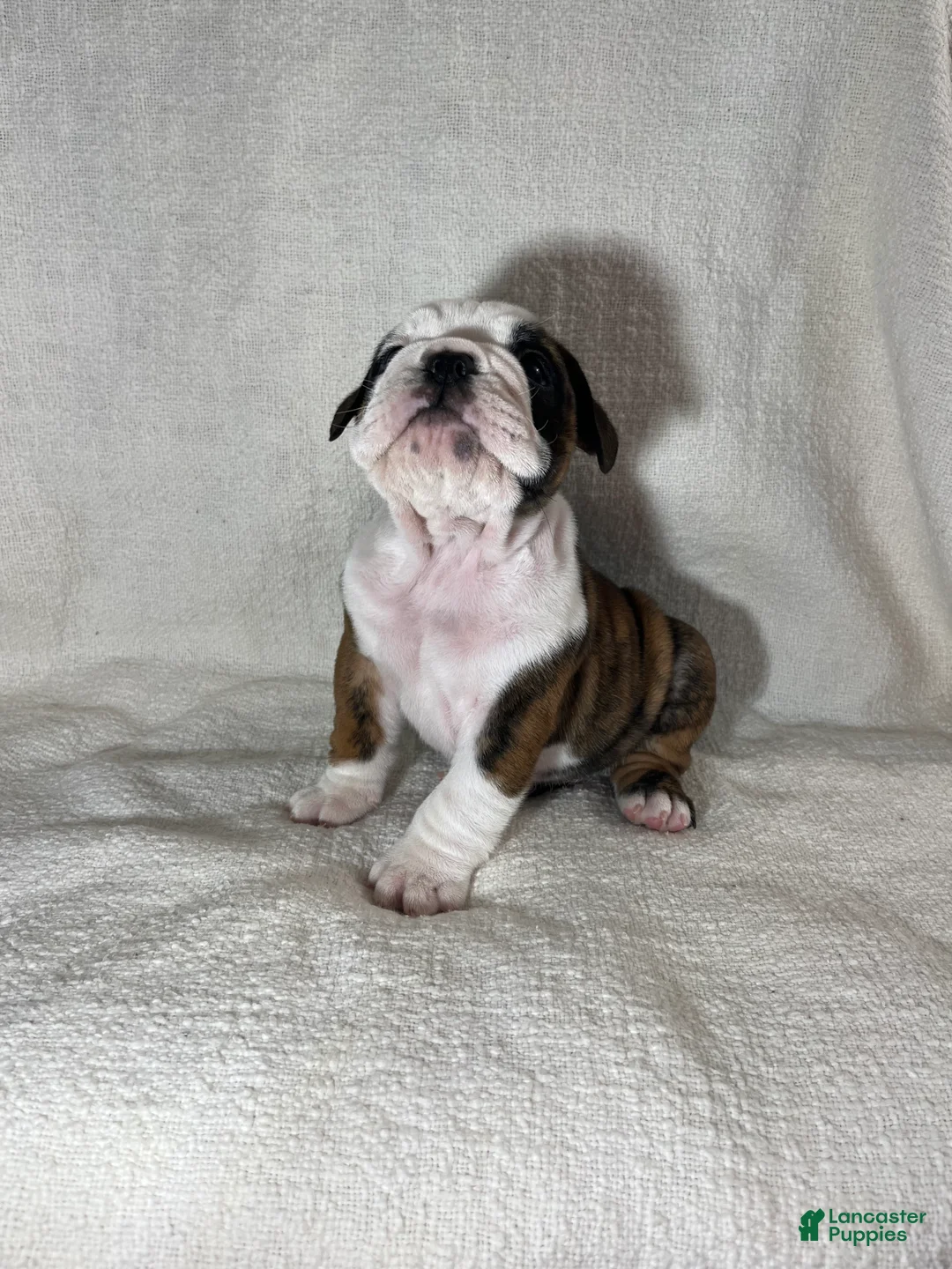 English Bulldog dogs for sale: Hank - Ad 3