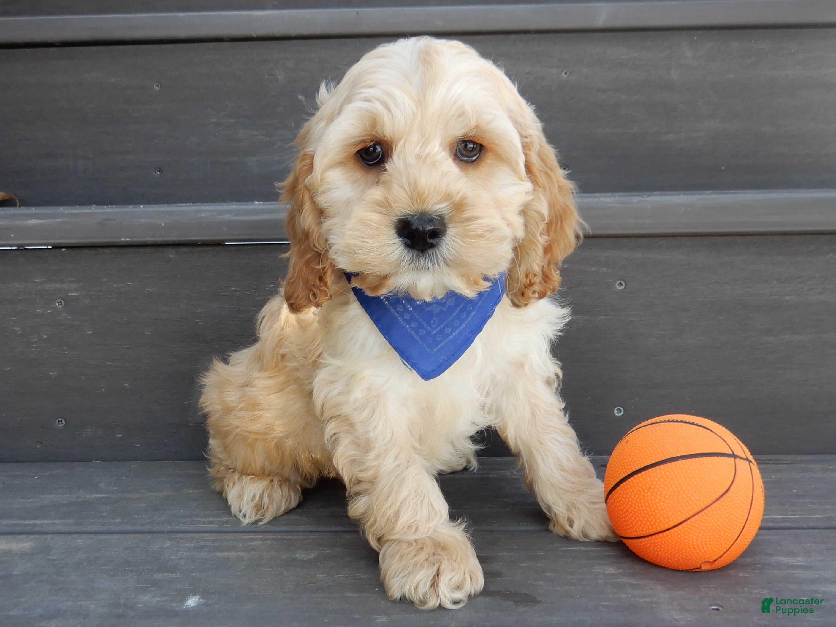 Cockapoo dogs Shawn - Ad 1