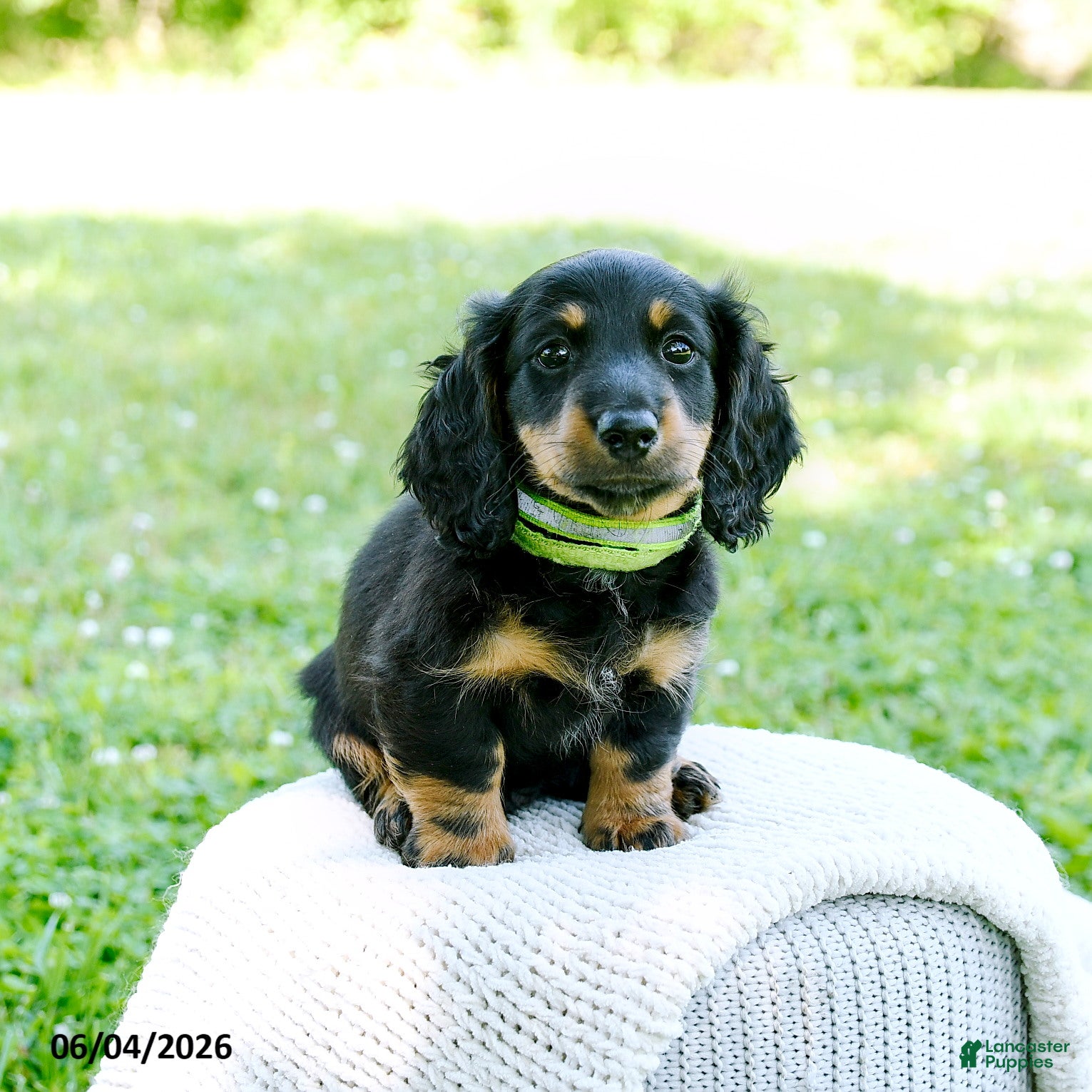 Miniature Dachshund dogs for sale: Daniel - Ad 5