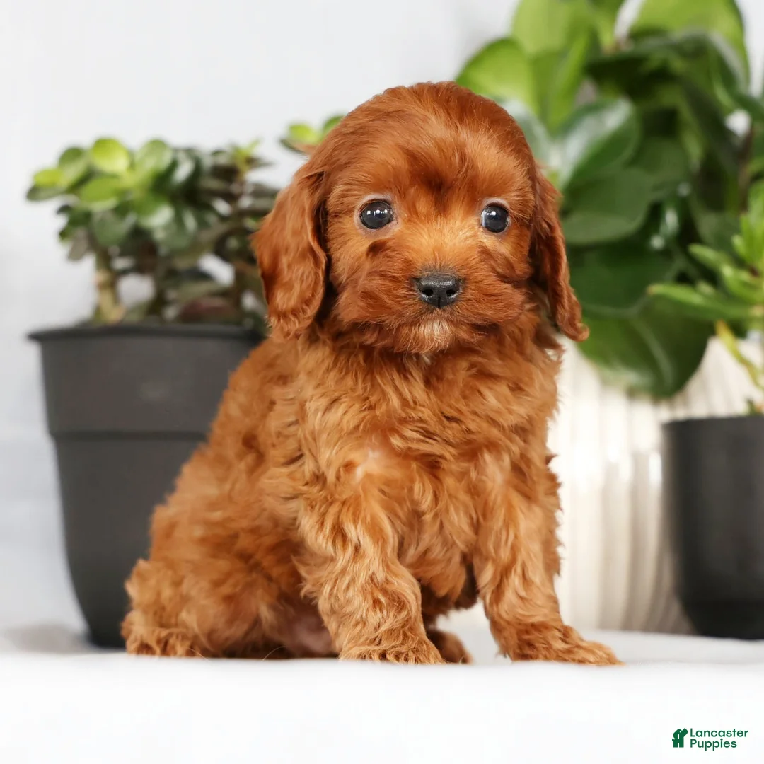 Cavapoo dogs for sale: Mason - Ad 1