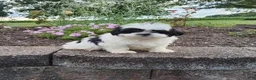 Shih Tzu dogs for sale: Teddy - Ad 6