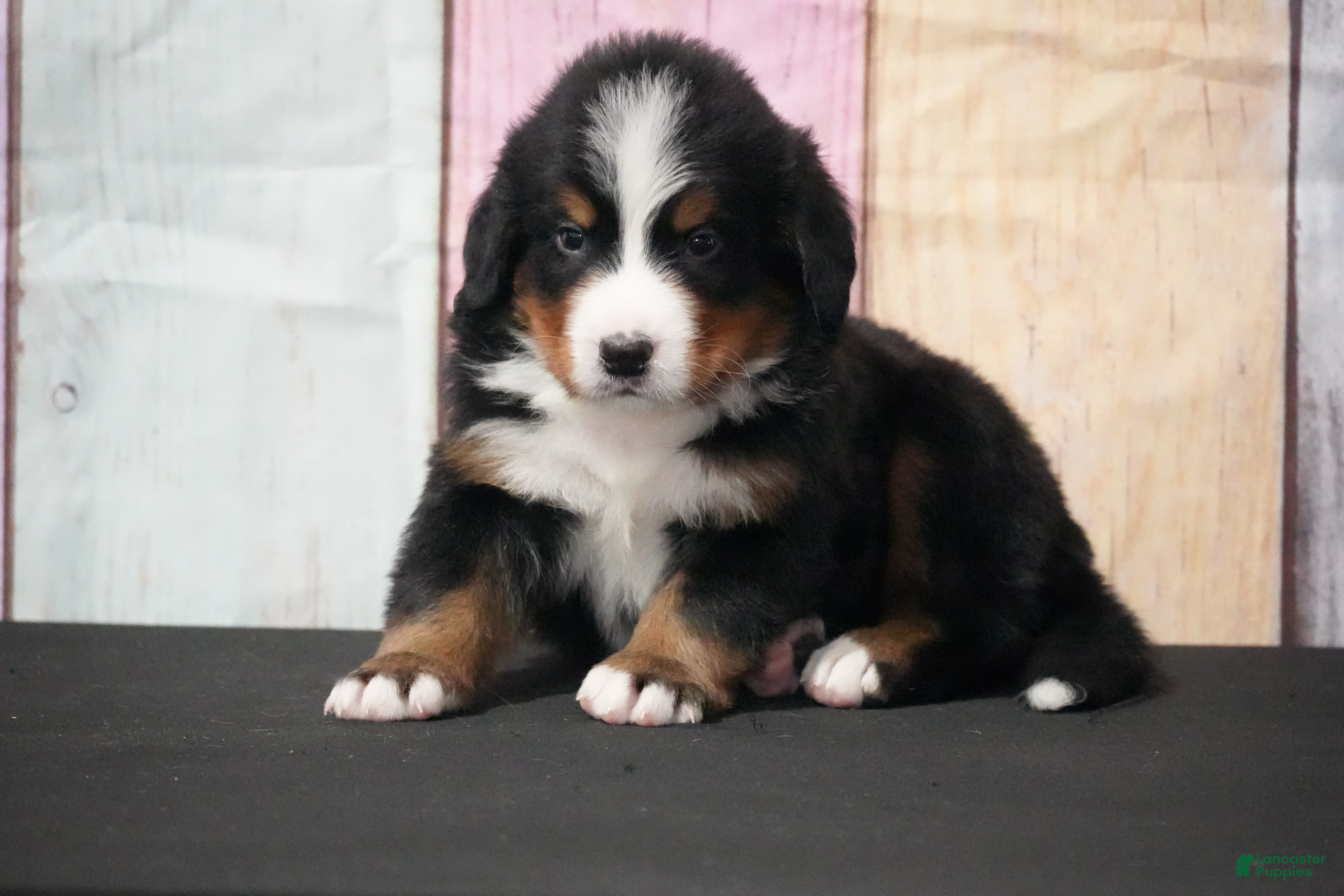 Bernese Mountain Dog dogs Bernese Mountain Dog Puppy 3 - Ad 28