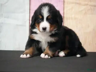 Bernese Mountain Dog dogs Bernese Mountain Dog Puppy 3 - Ad 28