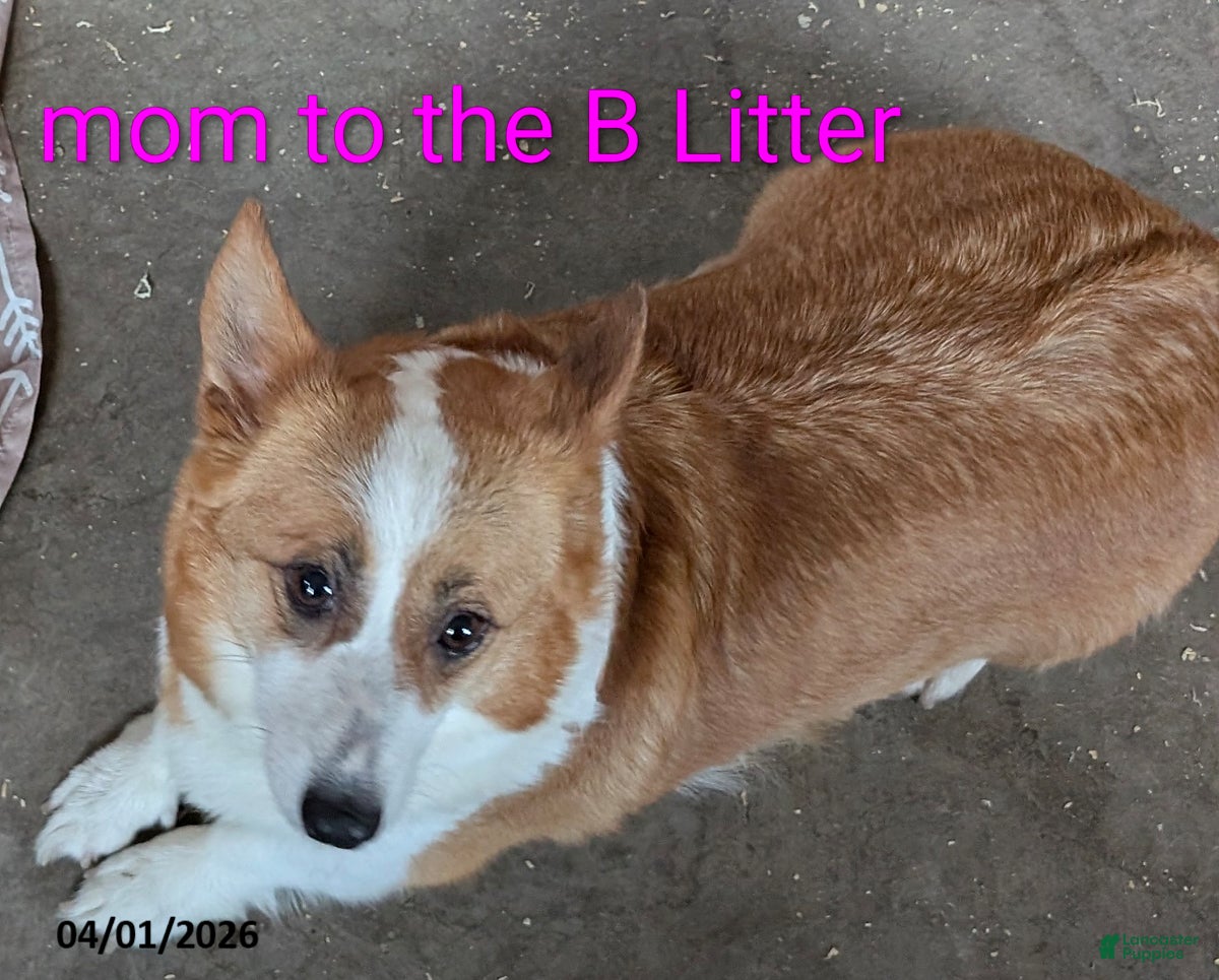 Welsh Corgi Pembroke dogs Bonnie - Ad 2