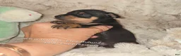 Miniature Pinscher dogs for sale:  Matt black and rust  - Ad 13