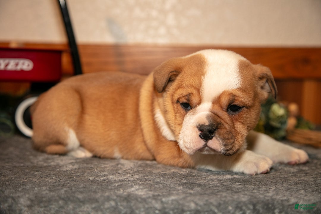 Mixed Breed dogs for sale: Puddin - Ad 3