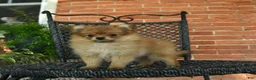 Pomeranian dogs for sale: Sweetheart - Ad 3