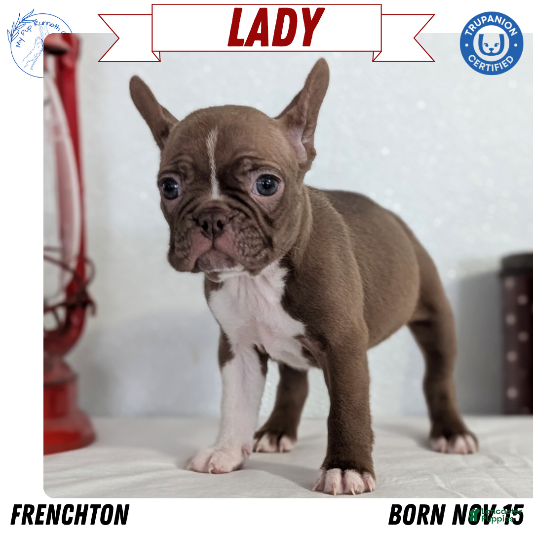 Frenchton dogs Lady - Ad 6