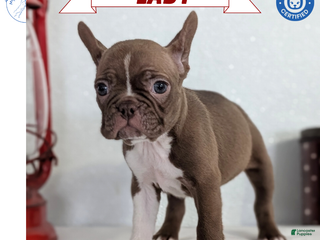 Frenchton dogs Lady - Ad 6