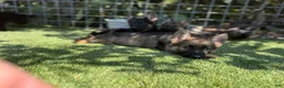 German Shepherd dogs for sale: German Shepherd 4 - Ad 2