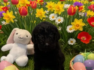 Goldendoodle dogs Goldendoodle Puppy 7 orange - Ad 40