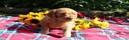 Mixed Breed dogs for sale: Simon- Irish Goldendoodle  - Ad 13