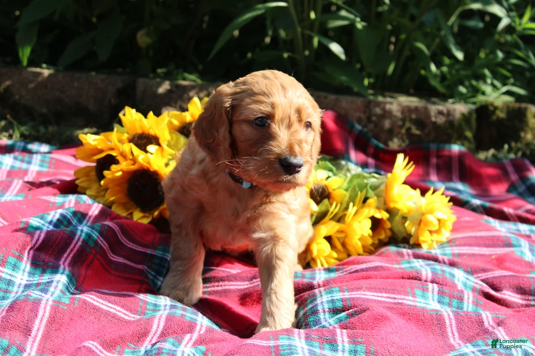 Mixed Breed dogs for sale: Simon- Irish Goldendoodle  - Ad 13