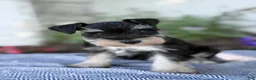 Miniature Schnauzer dogs for sale: Tereesa - Ad 11
