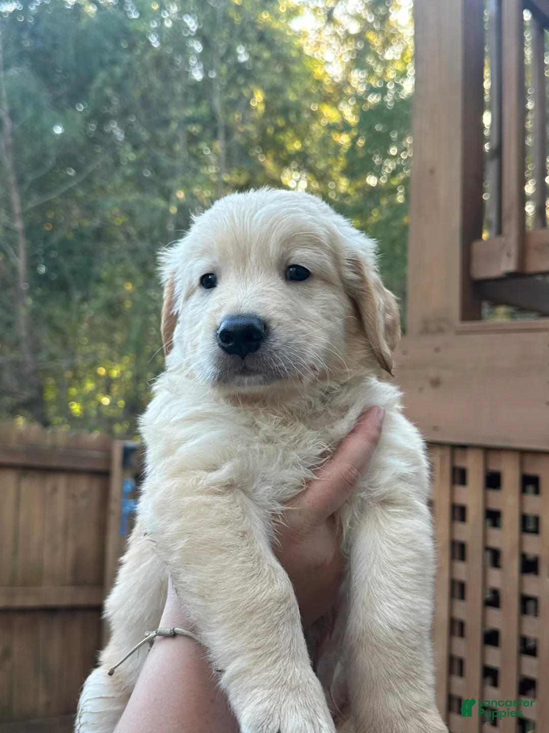 Golden Retriever dogs for sale: Blue collar - Ad 1