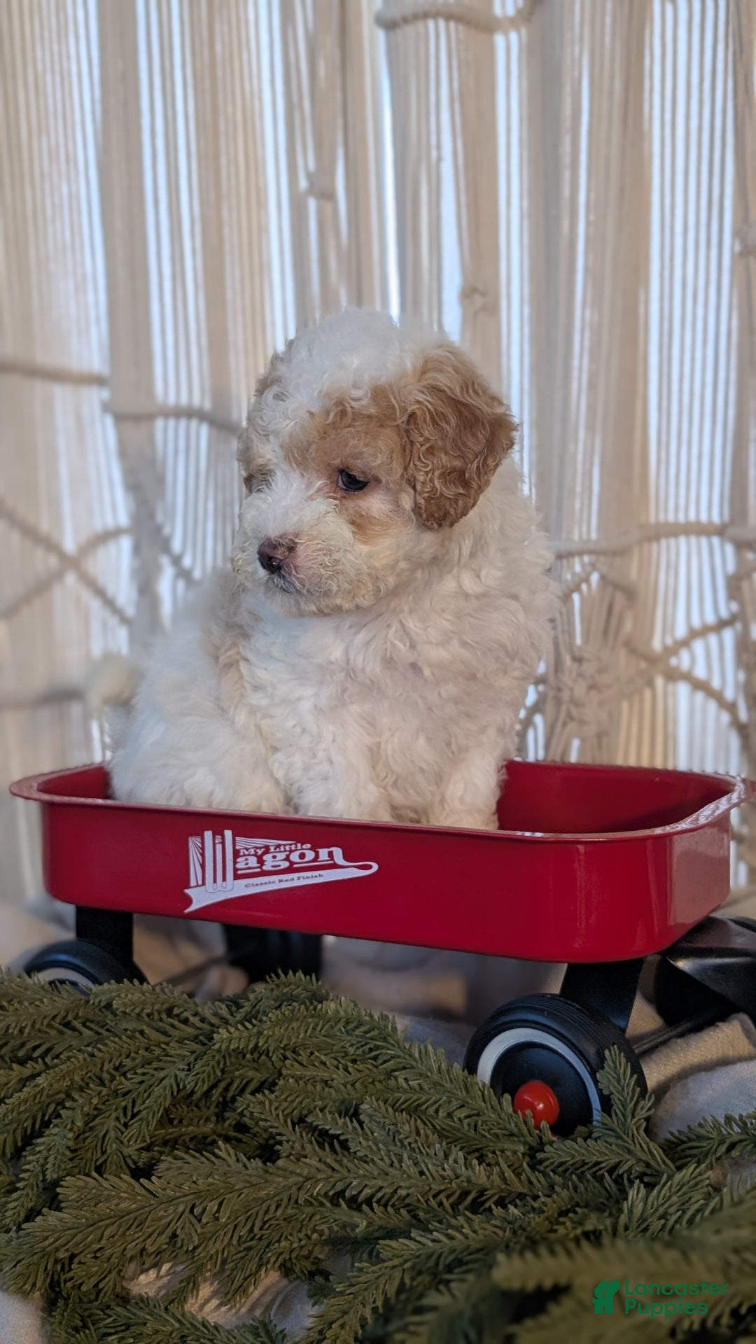 Cavapoo dogs for sale: Avery - Ad 5