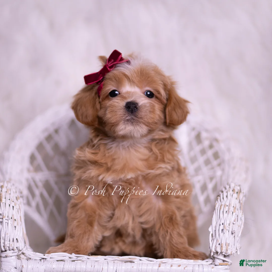 Maltipoo dogs for sale: Erinn - Ad 6