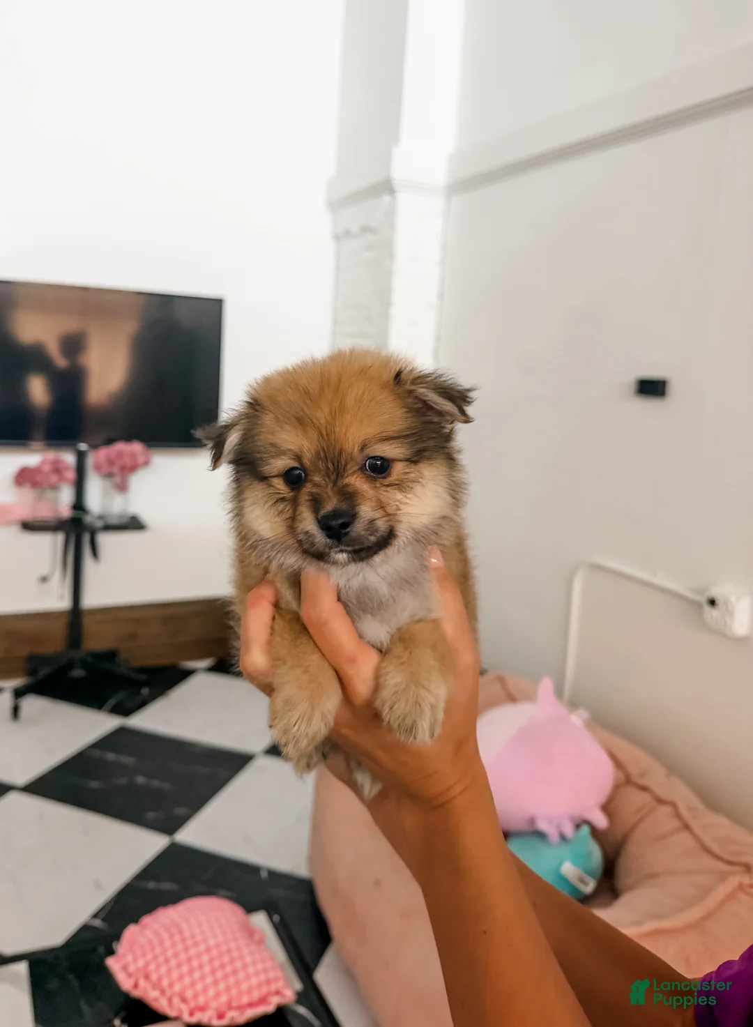 Pomeranian dogs for sale: Ford - Ad 2