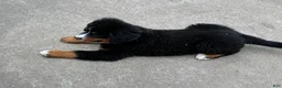 Bernese Mountain Dog dogs for sale: Bernese Mountain Dog Puppy 3 - Ad 4