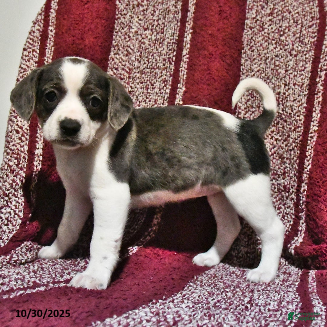 Mixed Breed dogs for sale: Babe - Ad 6