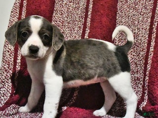 Mixed Breed dogs Babe - Ad 26