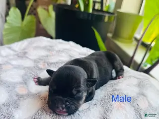 American Bully dogs Male 3 - Ad 10