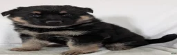 German Shepherd dogs for sale: Missy - Ad 13