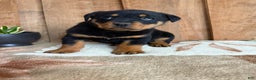 Rottweiler dogs for sale: Leo - Ad 2