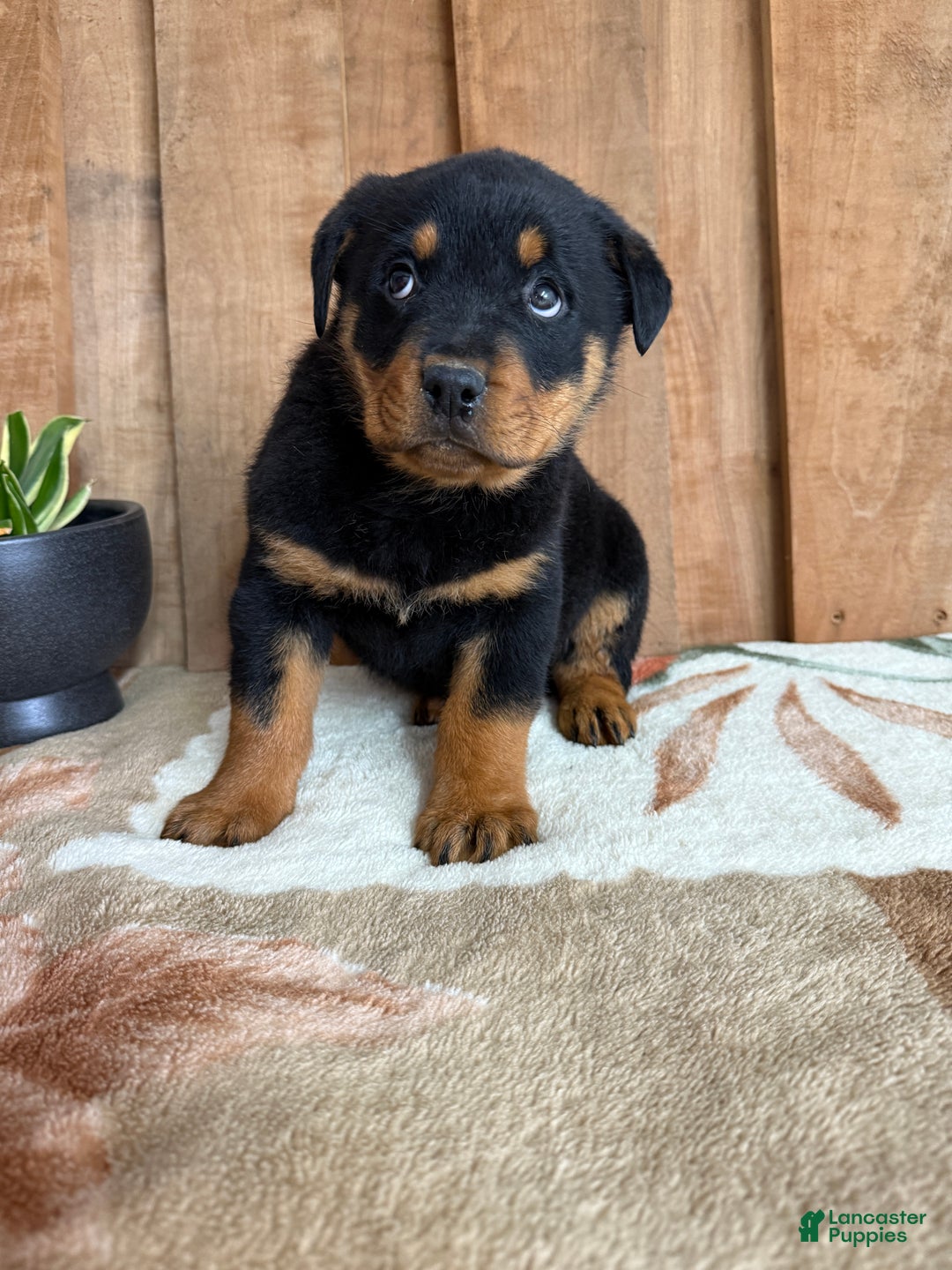 Rottweiler dogs for sale: Leo - Ad 2