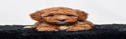 Mini Goldendoodle dogs for sale: Mr. Sarge - Ad 3